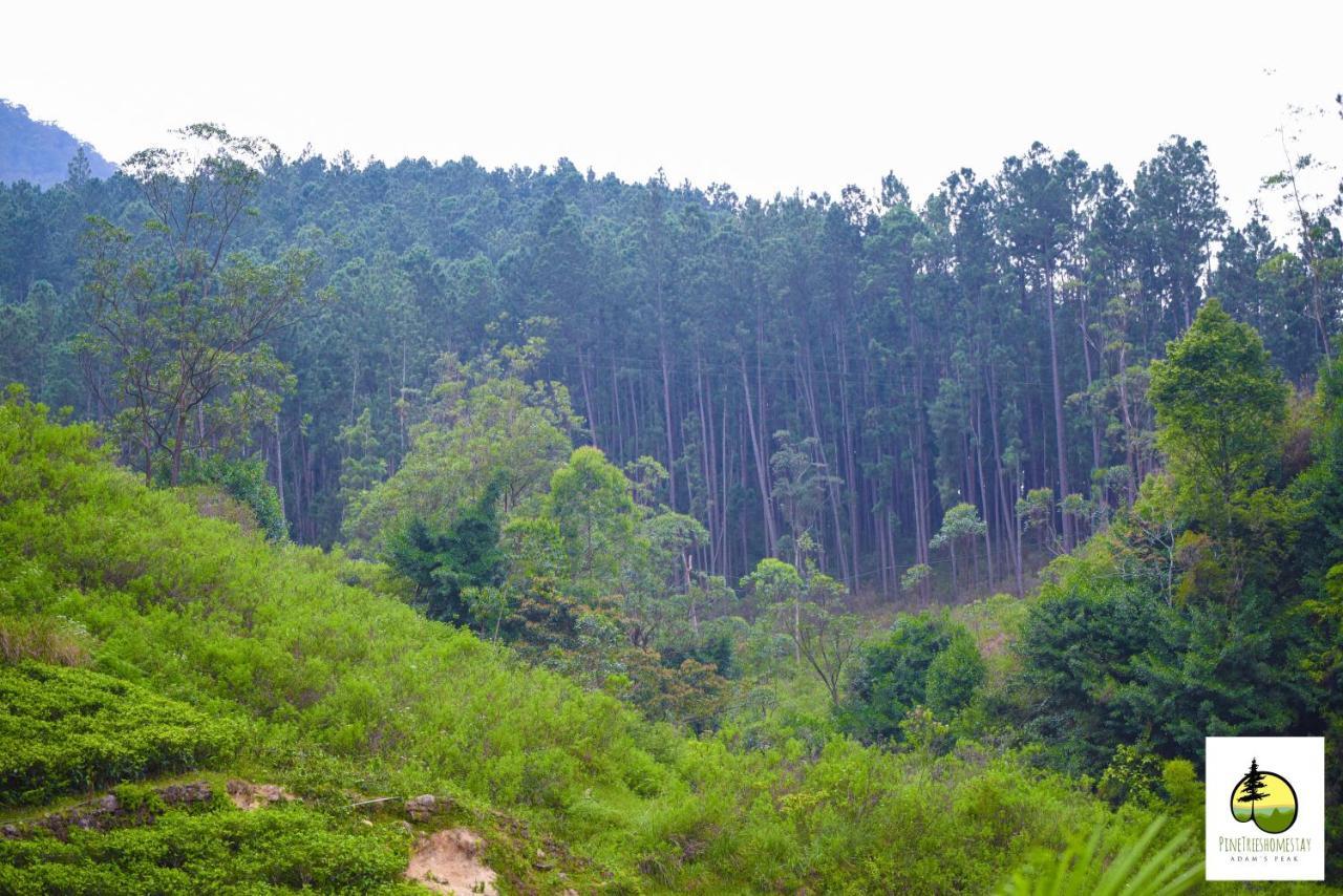 Pine Trees Homestay Nallathanniya Exterior foto